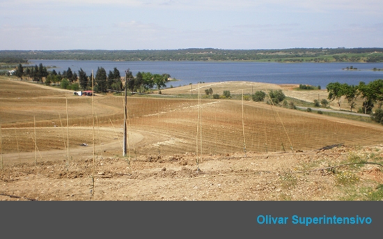 Olivar superintensivo en Benávila