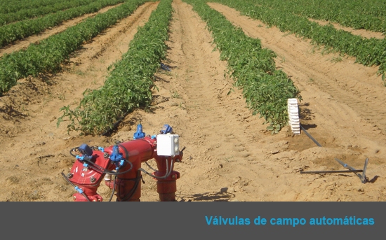 Tomates en Olivenza
