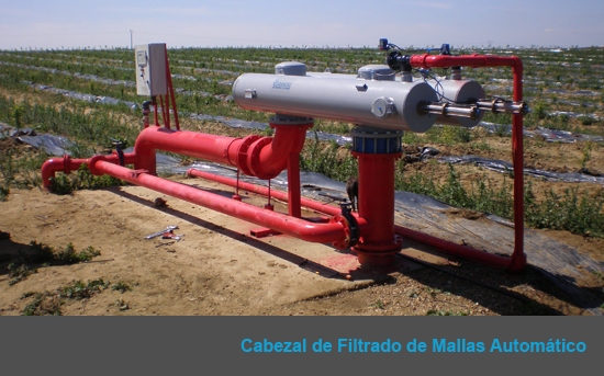 Ciruelos en Pueblonuevo del Guadiana
