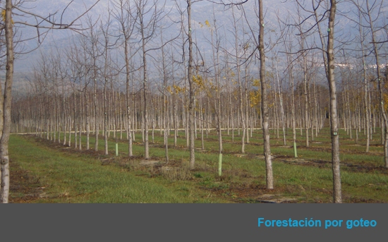 Forestación en Talayuela