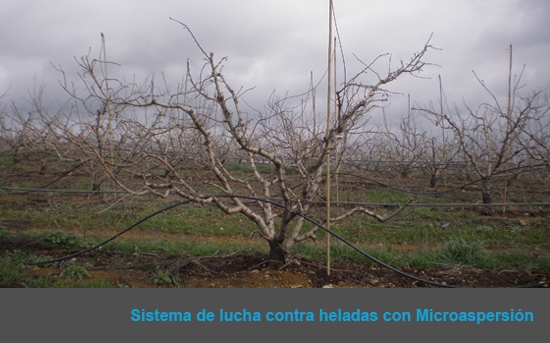Frutales en Mérida