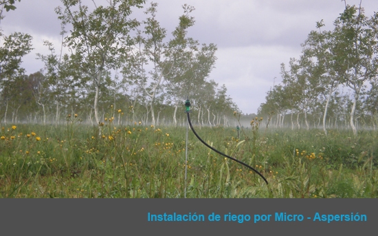 Nogales ecológicos en Novelda del Guadiana