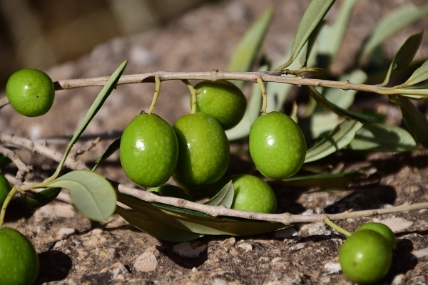 En 2016 la producción de aceituna para aceite será un 50 % inferior a la cosecha 2015.