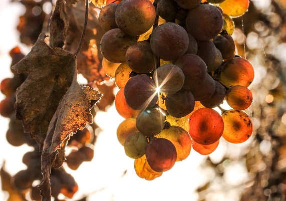 El Centro de Investigación Científica y Tecnológca de Extremadura (Cicytex) investiga el impacto positivo del riego en los vinos con uva Macabeo