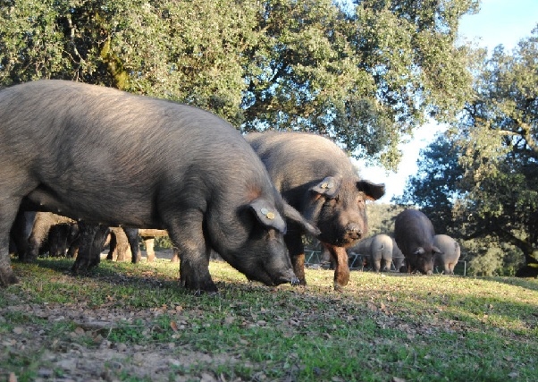 El nuevo proyecto Estriber abordará de forma integral la producción de porcino ibérico en Extremadura.