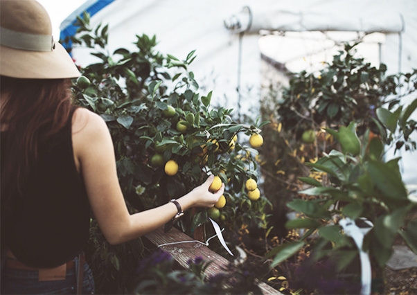 El paro desciende un 6,74 % en el sector de la agricultura.