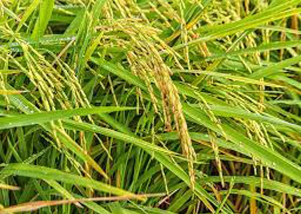 Extremadura pierde más de 4.000 has. de cultivo de arroz por los bajos precios y los altos costes.