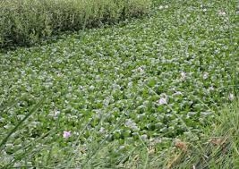 La Confederación Hidrográfica del Guadiana triplicará sus efectivos contra el camalote a partir de agosto