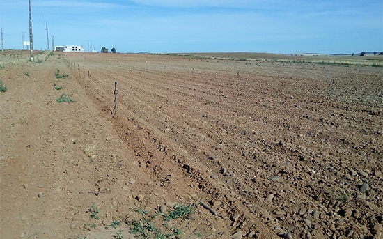 Riego por aspersión en plantación de aromáticas, Elvas (Portugal)