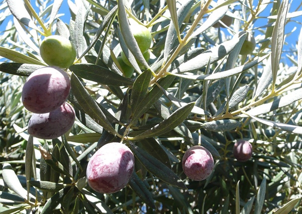 El proyecto de regadío de 1200 Has en Monterrubio, a licitación.