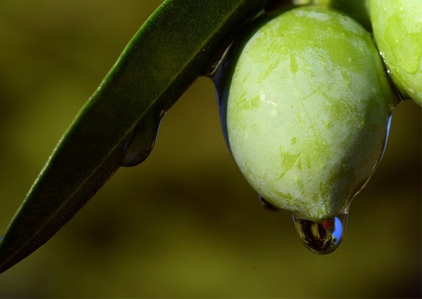 España lidera el mercado mundial del aceite de oliva.