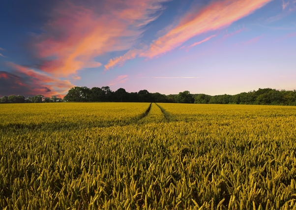 Primeros apuntes de los cambios que se producirán en la Política Agraria Común (PAC)