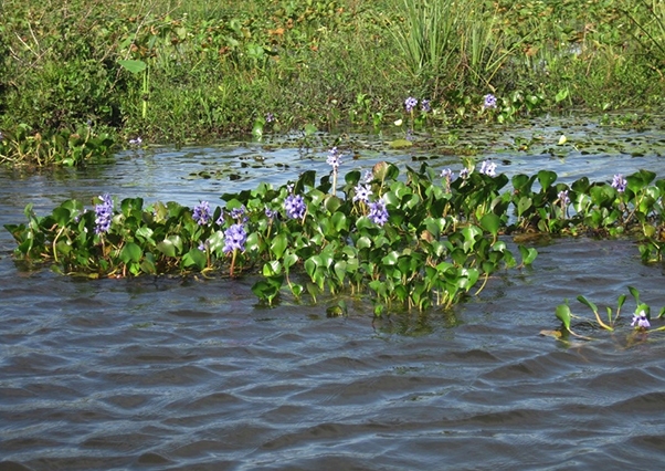 El Ministerio de Agricultura, Pesca, Alimentación y Medio Ambiente inicia  el trámite de licitación de mejor de un tramo del Guadiana afectado por el camalote.