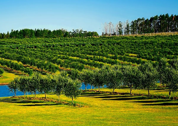 Posible ampliación de las zonas de regadío en Extremadura ante el éxito obtenido en la solicitud de ayudas para su implantación.