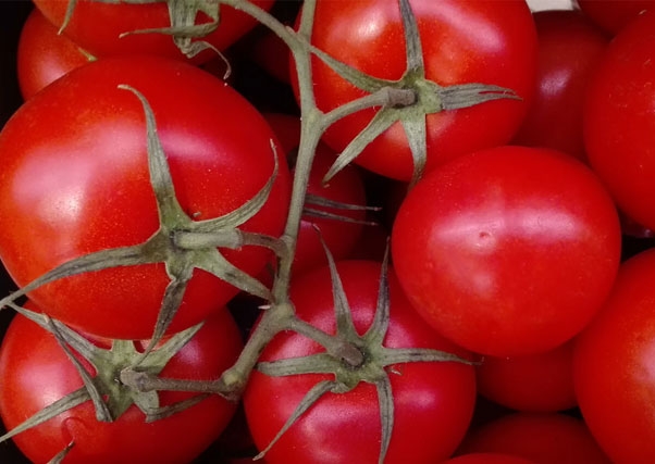 Extremadura produce el 80 % del tomate español