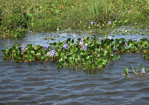 La Unidad Militar de Emergencias luchará contra el camalote en el Guadiana