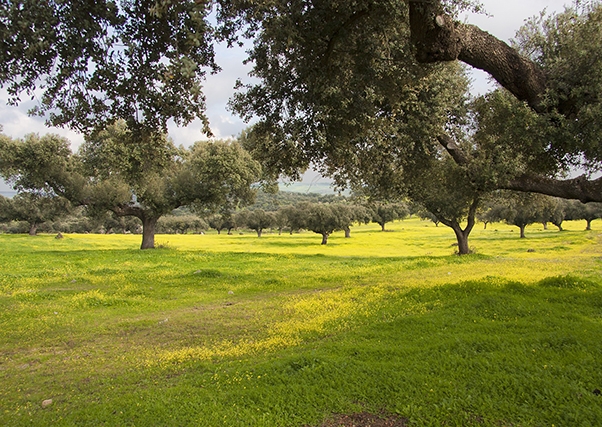 La justicia europea rebaja la multa a España por los pastos en dehesas declarados ante la PAC