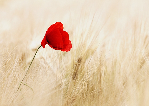 Ayudas de la Junta de Extremadura de apoyo al sector agroganadero.