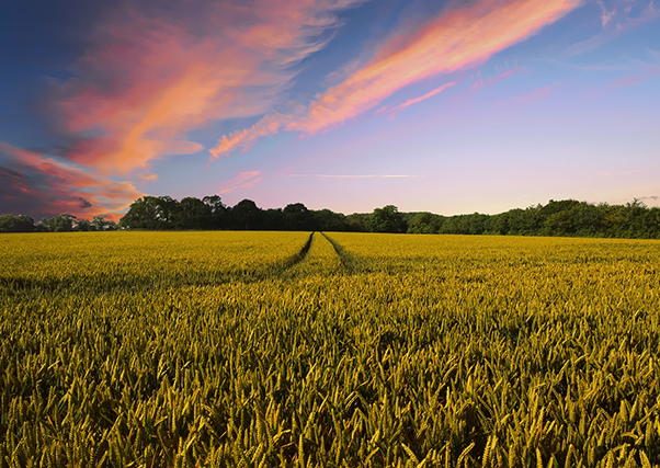 Hacienda publica la reducción de módulos fiscales para agricultura.
