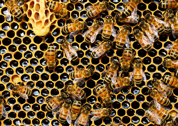 Cae un 80 % la producción de miel clara en Extremadura debido a la falta de lluvias.