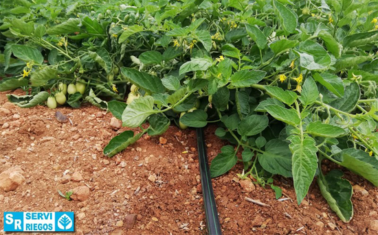 Cabezal de filtrado y colectores para pívot de girasol y goteo para tomate. Santa Suzana.