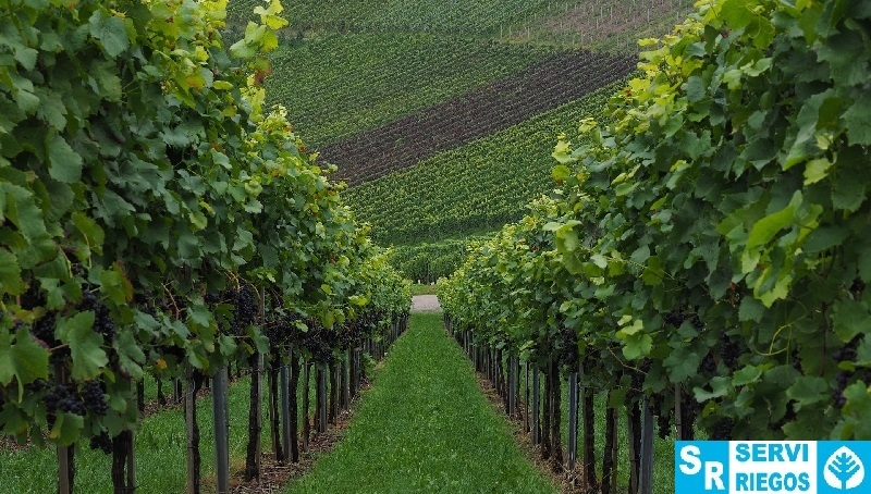 Protestas por el bajo precio de la uva.
