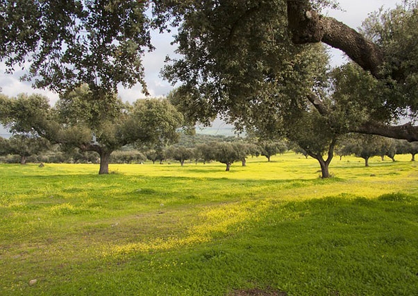 Presentada propuesta para que la PAC considere a la dehesa como "sistema agrario singular".