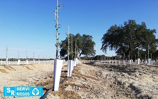 Herdade das Faias (Odivelas). 130 hectares de olival superintensivo.