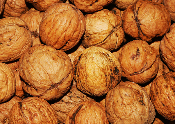 A noz faz o seu caminho entre os cultivos da região