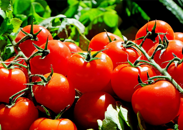 24.000 hectáreas de tomate para esta temporada, ya en siembra en Extremadura.