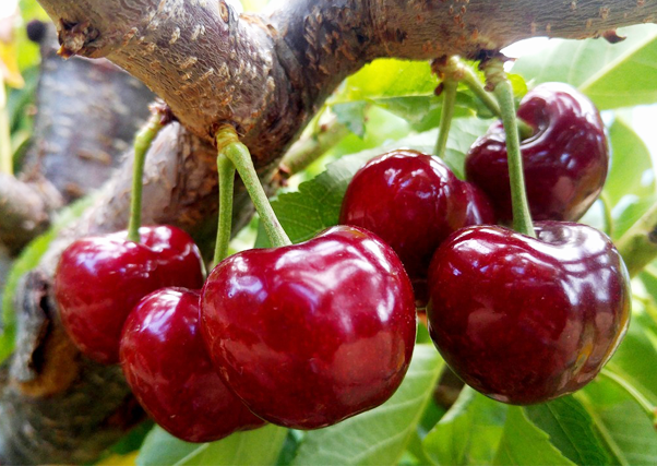 4,5 millones de euros en ayudas al riego en zonas de montaña.