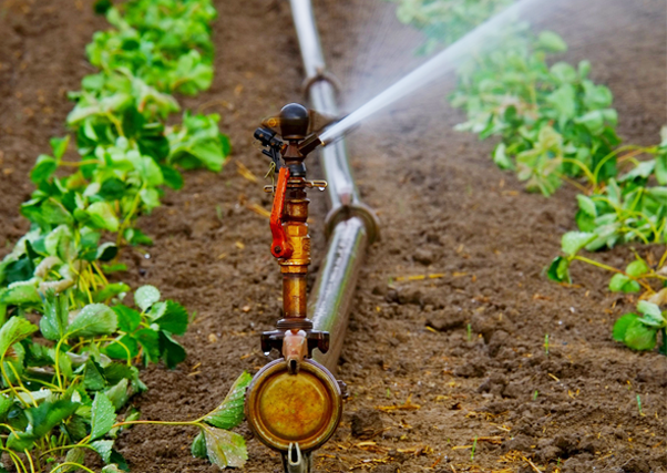 El sector agrario reduce el consumo de agua un 22 % en los últimos 20 años.